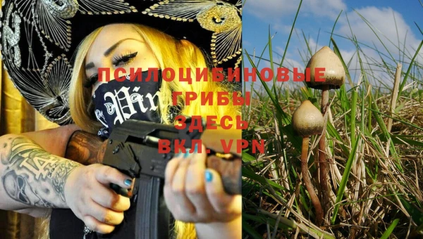 PSILOCYBIN Новозыбков