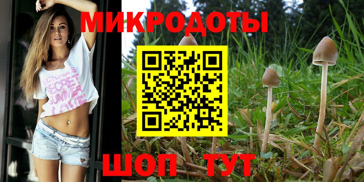 Псилоцибиновые грибы Psilocybe Москва